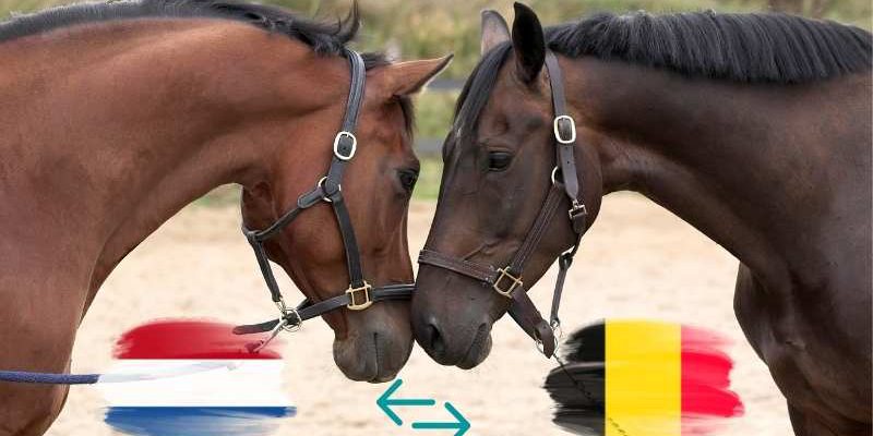 Staluit is nu ook in België beschikbaar